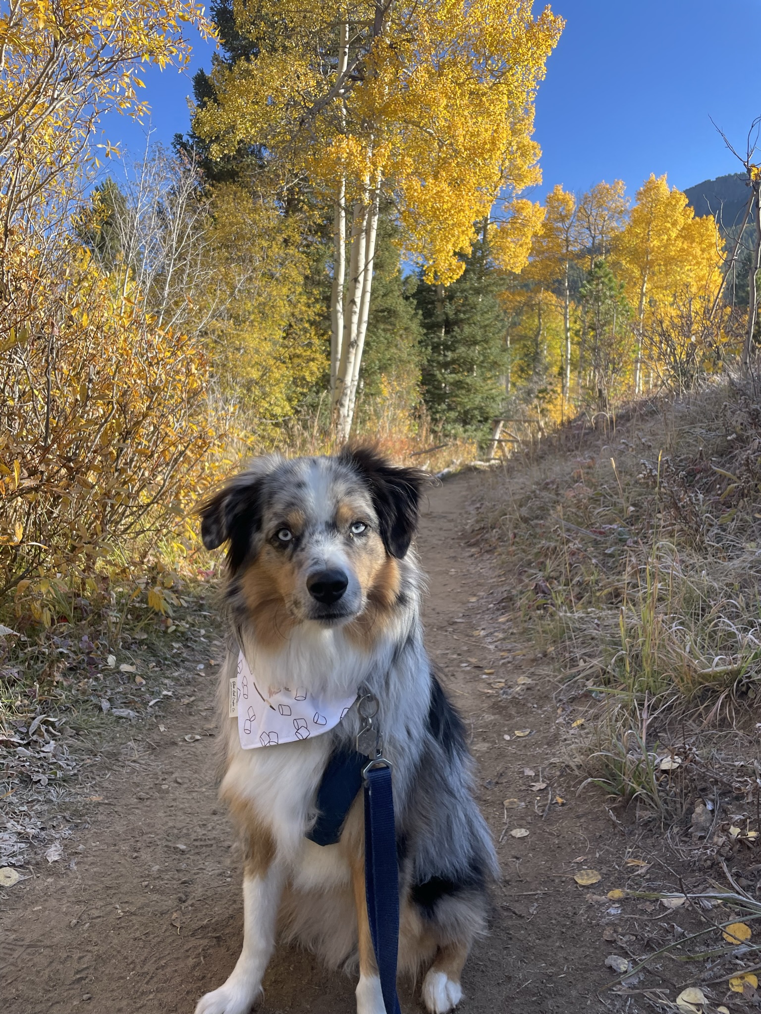 Cusco - COURTESY POST - INDIANAPOLIS IN, Adoptable, Young Male Australian Shepherd.