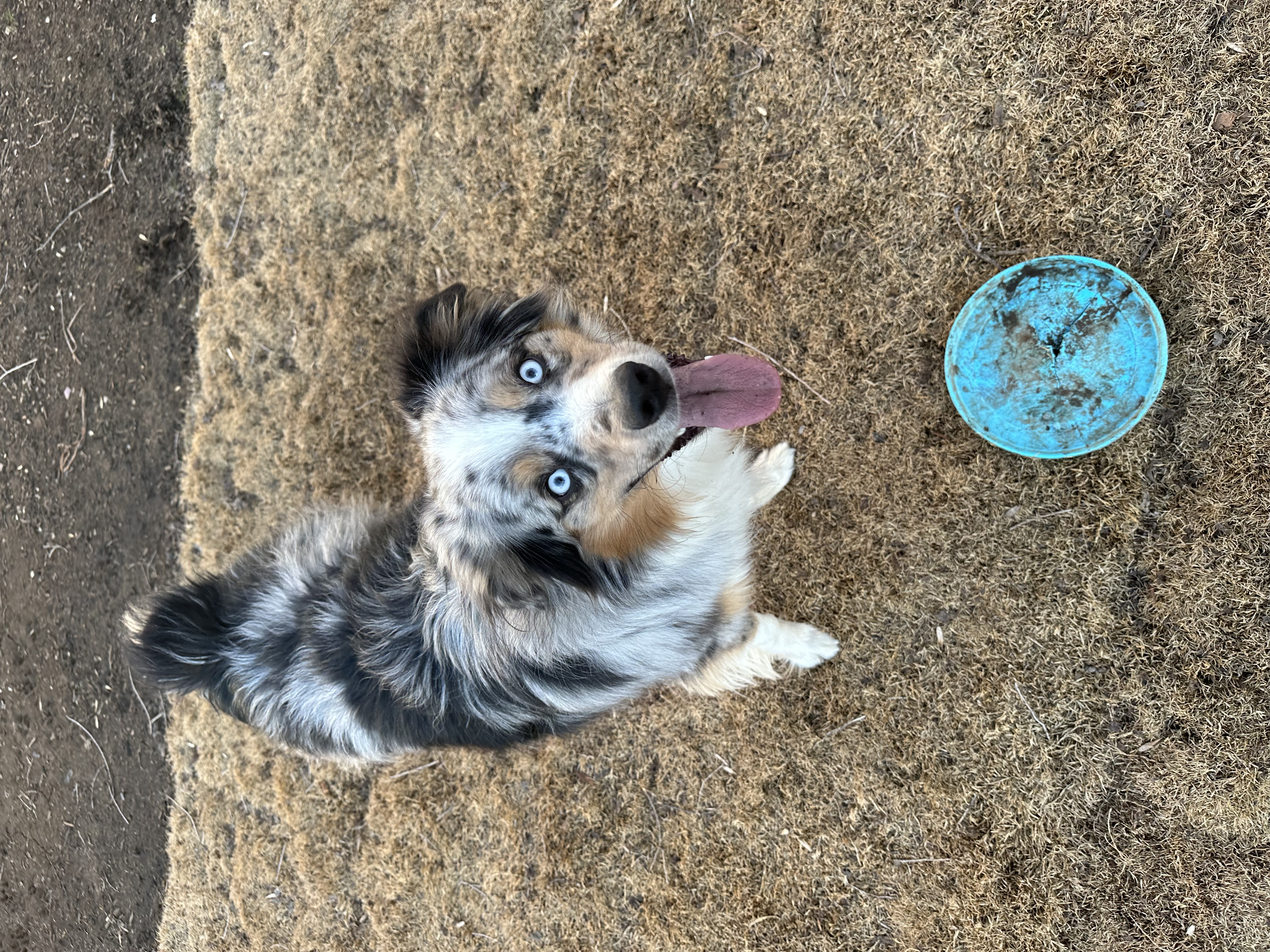 Enlarge Cusco - COURTESY POST - INDIANAPOLIS IN, a Adoptable Australian Shepherd in Indianapolis, IN image 2/5