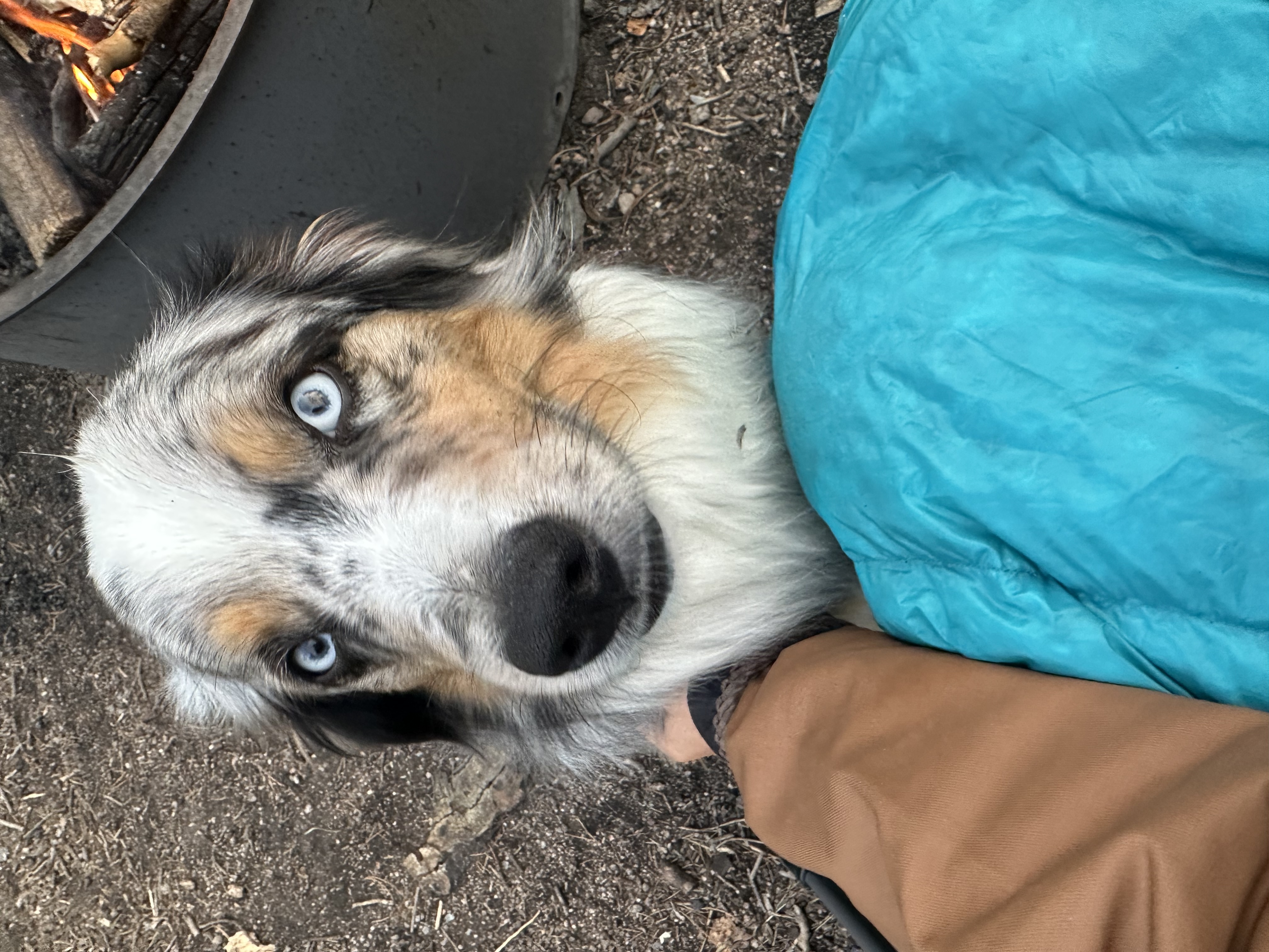 Enlarge Cusco - COURTESY POST - INDIANAPOLIS IN, a Adoptable Australian Shepherd in Indianapolis, IN image 5/5