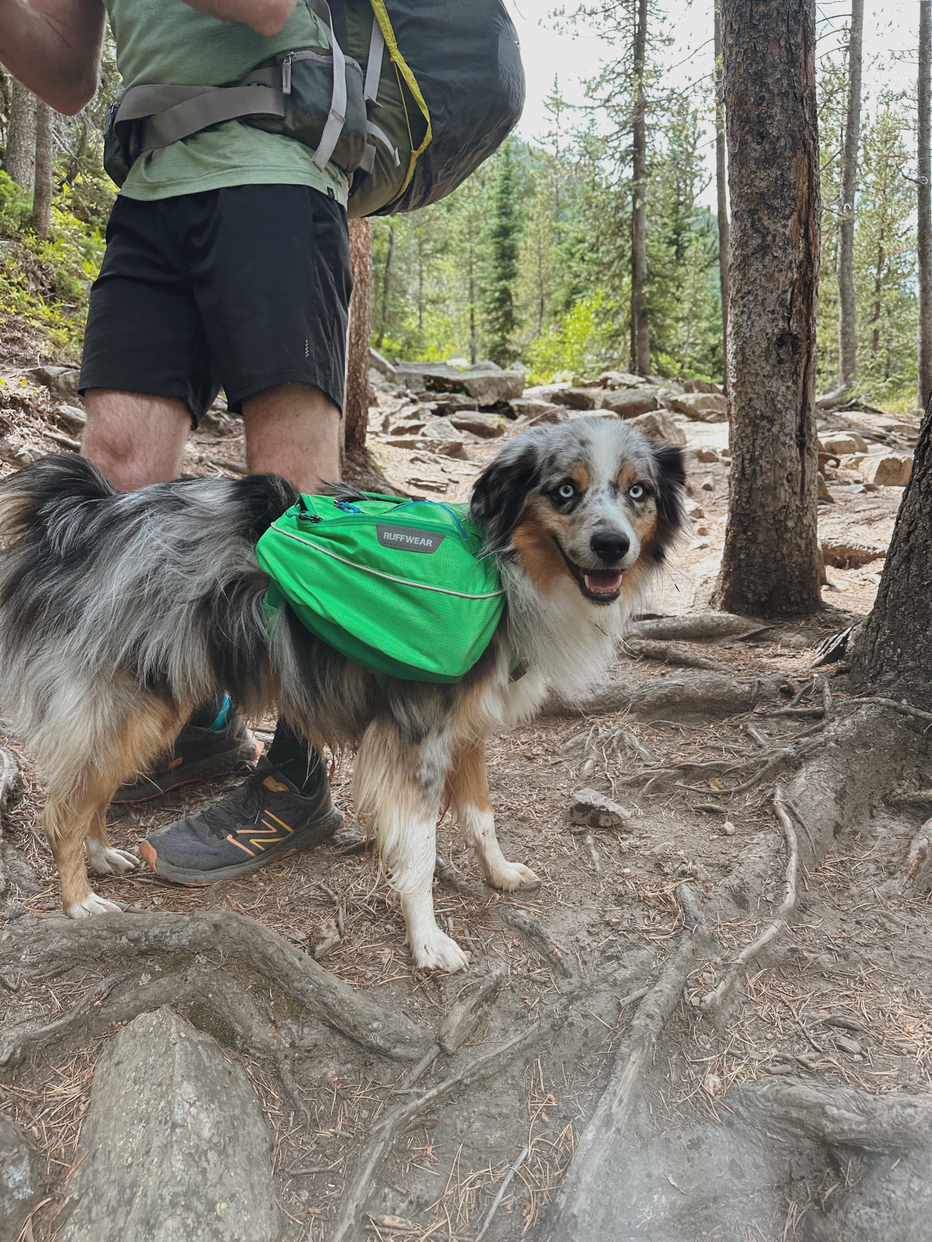 Enlarge Cusco - COURTESY POST - INDIANAPOLIS IN, a Adoptable Australian Shepherd in Indianapolis, IN image 4/5