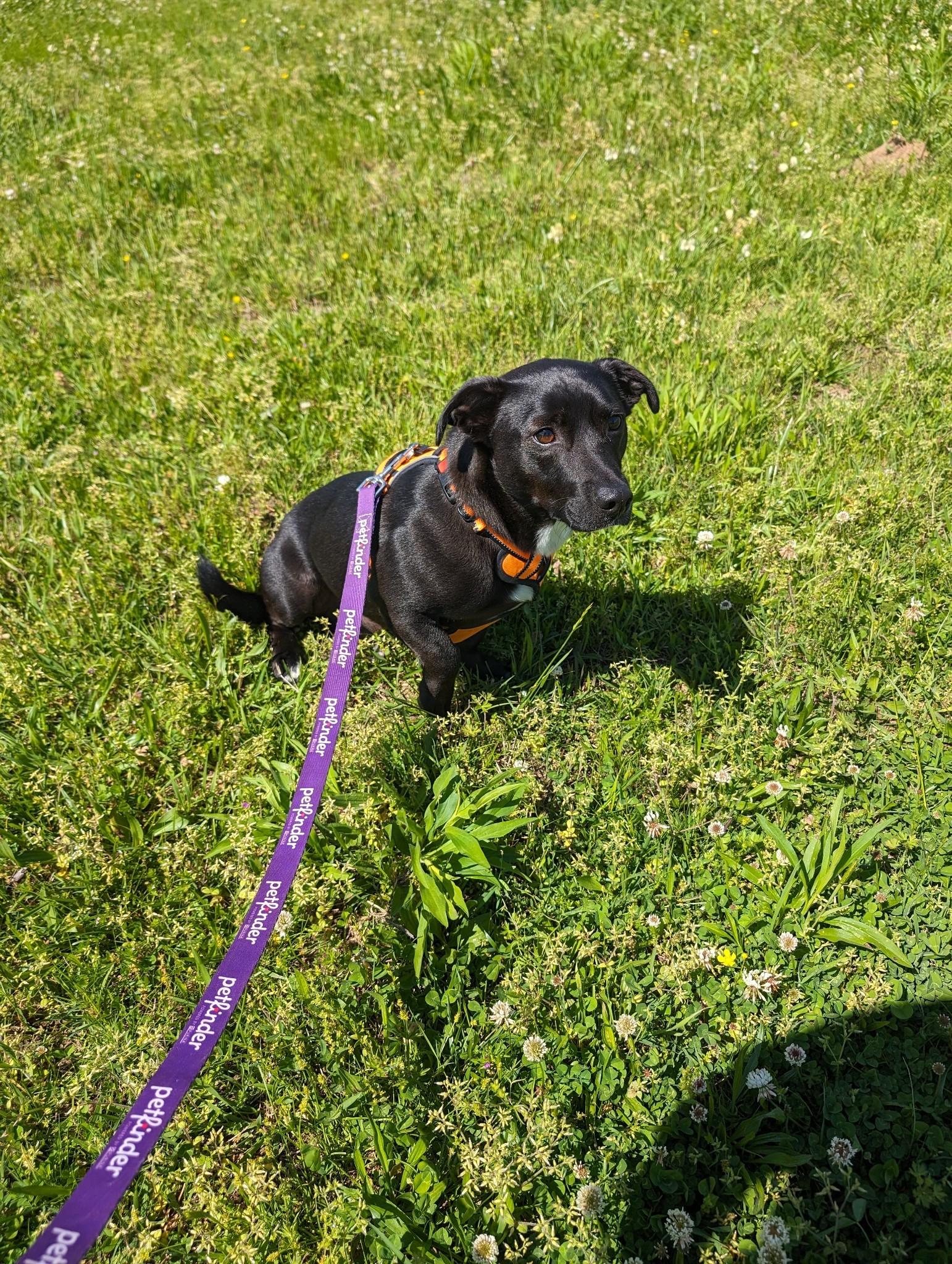 Enlarge Mavis and Huey Bonded Pair (NO ADOPTION FEE Home, Foster or Rescue Needed ASAP), a Adoptable mixed breed in Guntersville, AL image 3/6