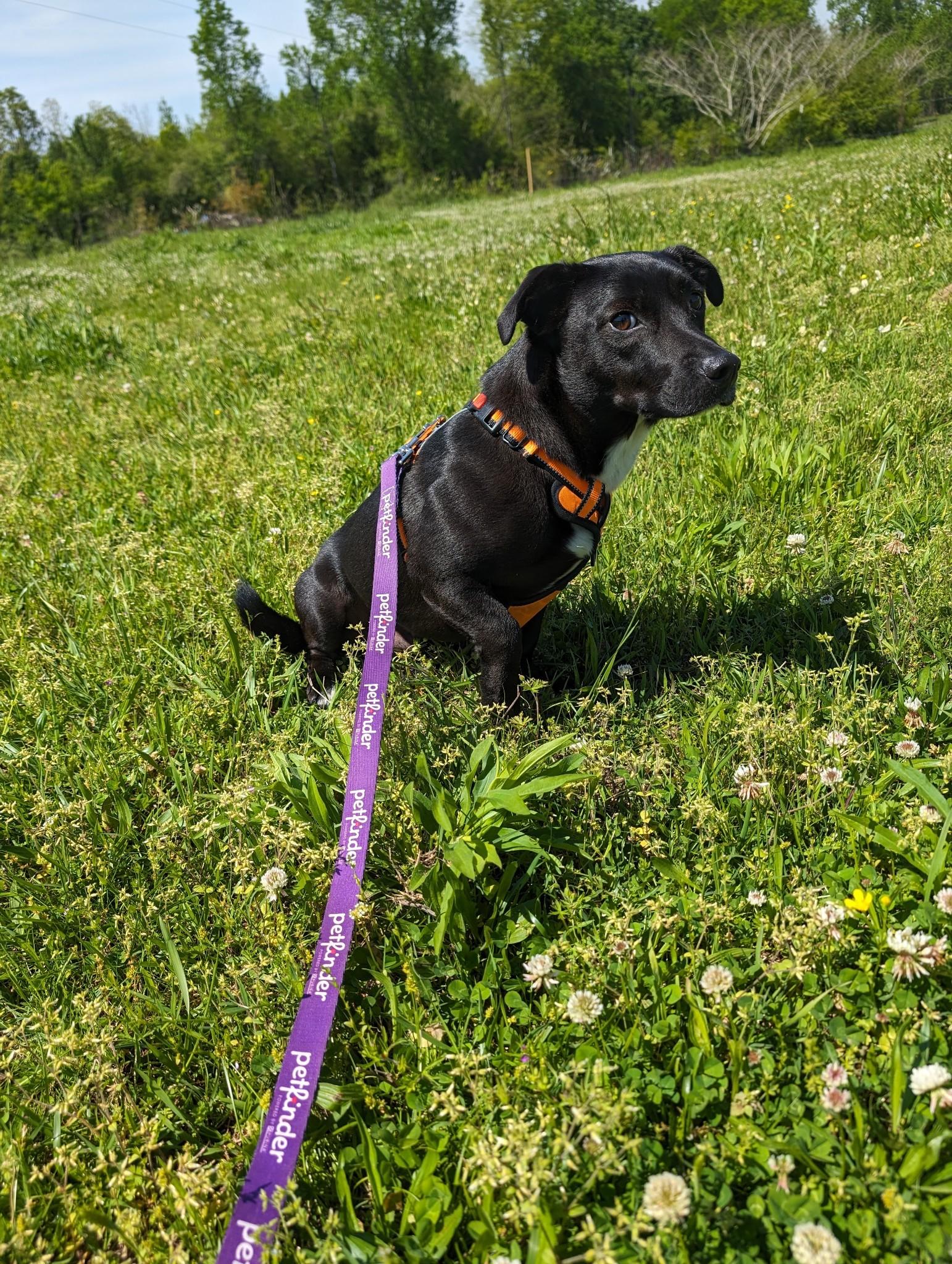 Enlarge Mavis and Huey Bonded Pair (NO ADOPTION FEE Home, Foster or Rescue Needed ASAP), a Adoptable mixed breed in Guntersville, AL image 6/6