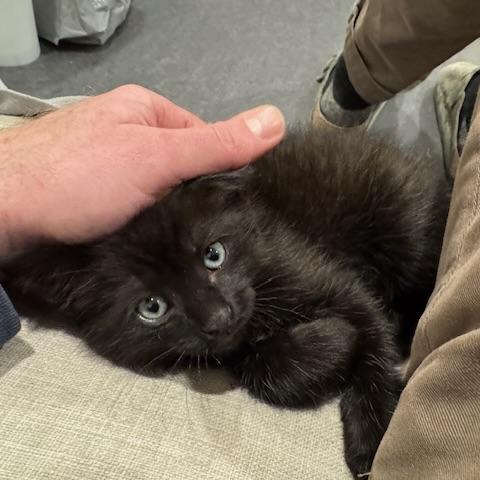 Frankie, Adopted, Young Male Domestic Short Hair.
