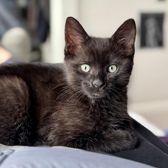 Enlarge Frankie, a Adopted Domestic Short Hair in San Francisco, CA image 3/6