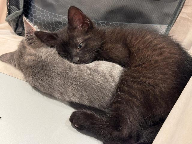 Enlarge Frankie, a Adopted Domestic Short Hair in San Francisco, CA image 4/6
