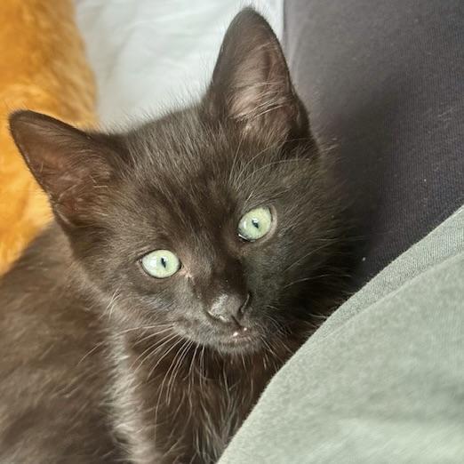 Enlarge Frankie, a Adopted Domestic Short Hair in San Francisco, CA image 5/6