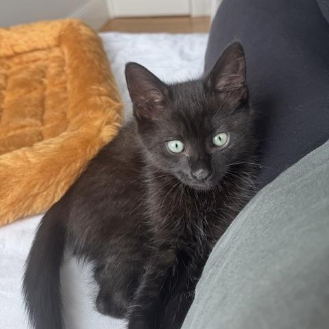 Enlarge Frankie, a Adopted Domestic Short Hair in San Francisco, CA image 6/6