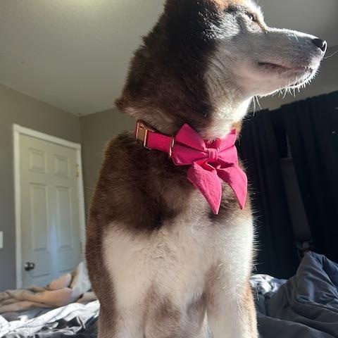 Enlarge Roodie, a Adoptable Siberian Husky in Seahurst, WA image 5/6