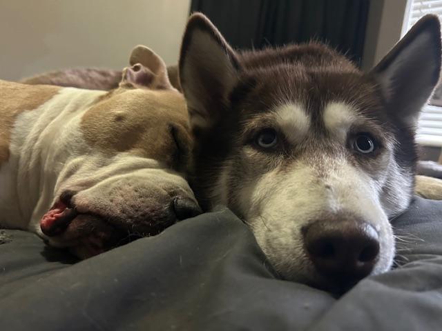 Enlarge Roodie, a Adoptable Siberian Husky in Seahurst, WA image 3/6