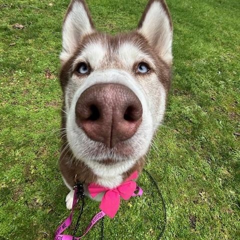 Enlarge Roodie, a Adoptable Siberian Husky in Seahurst, WA image 4/6