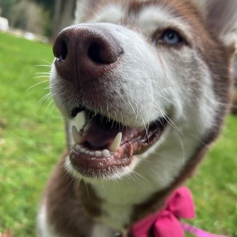 Enlarge Roodie, a Adoptable Siberian Husky in Seahurst, WA image 2/6