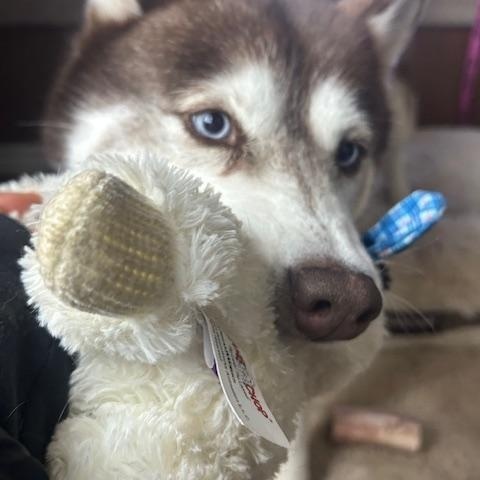 Enlarge Roodie, a Adoptable Siberian Husky in Seahurst, WA image 6/6