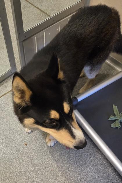 Beefcake — thumbnail 3