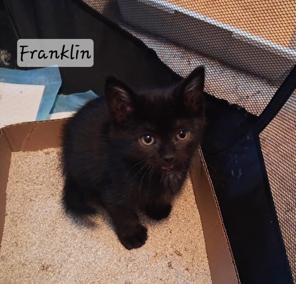 Franklin, Adoptable, Kitten Male Domestic Short Hair.