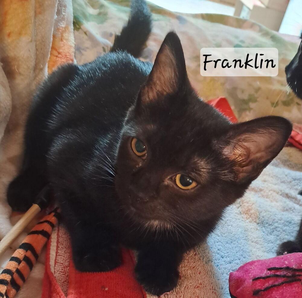 Enlarge Franklin, a Adoptable mixed breed in Vancouver, WA image 2/2