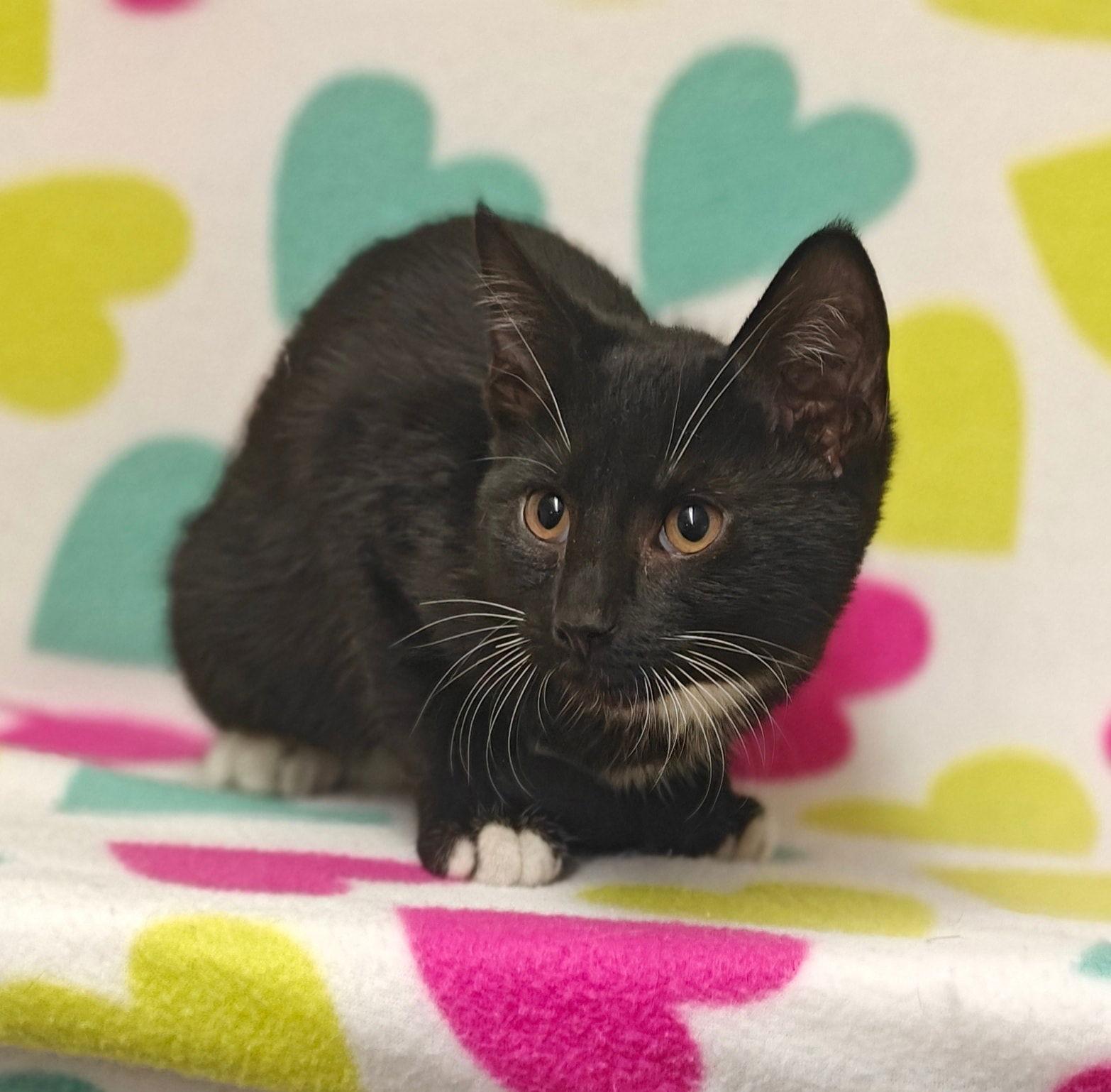 Juliet 26/050, Adoptable, Kitten Female Domestic Short Hair.