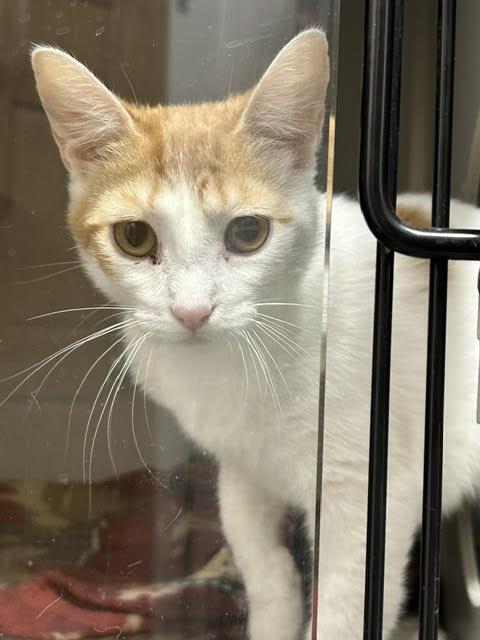 Marmalade, Adoptable, Young Female Domestic Short Hair.