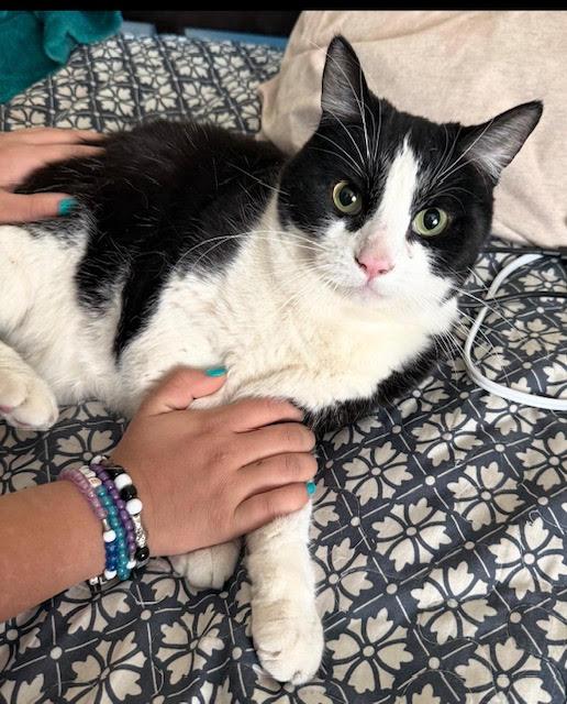 Enlarge Rocky, a ADOPTABLE Domestic Medium Hair in Las Vegas, NV image 3/3