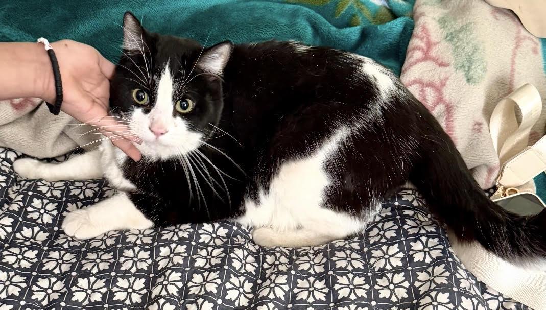 Enlarge Rocky, a ADOPTABLE Domestic Medium Hair in Las Vegas, NV image 1/3