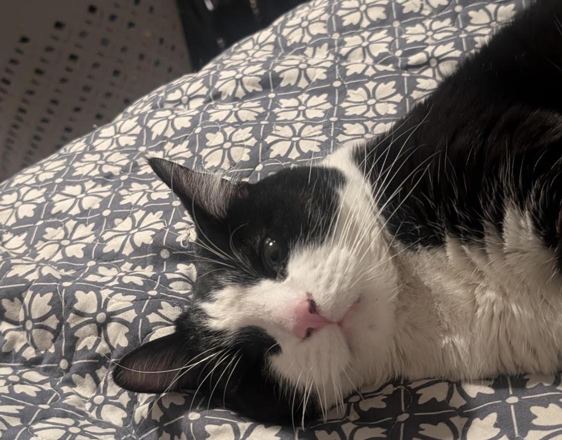 Enlarge Rocky, a ADOPTABLE Domestic Medium Hair in Las Vegas, NV image 2/3