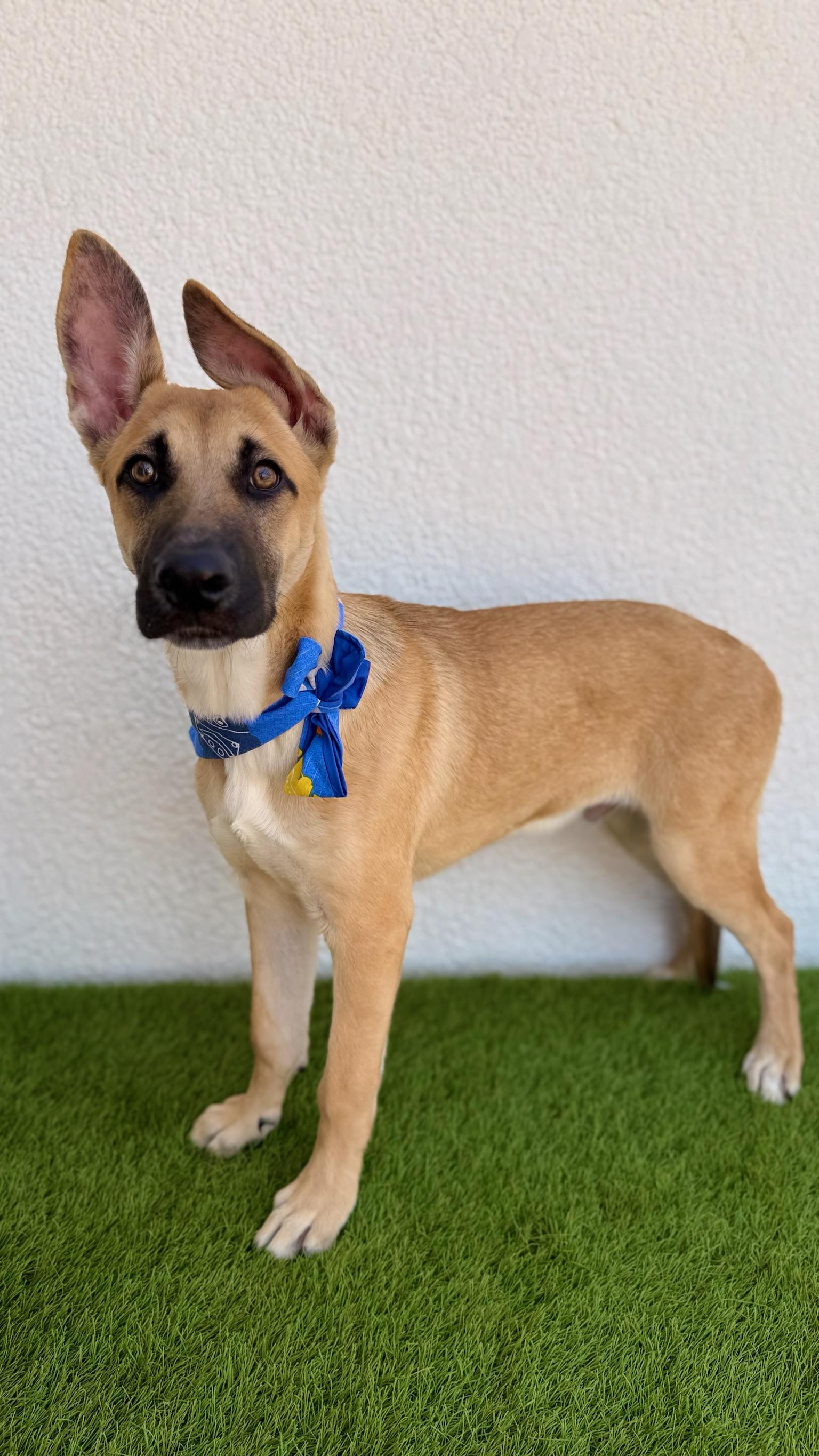 Enlarge FIORIN, a Adoptable mixed breed in La Jolla, CA image 5/6