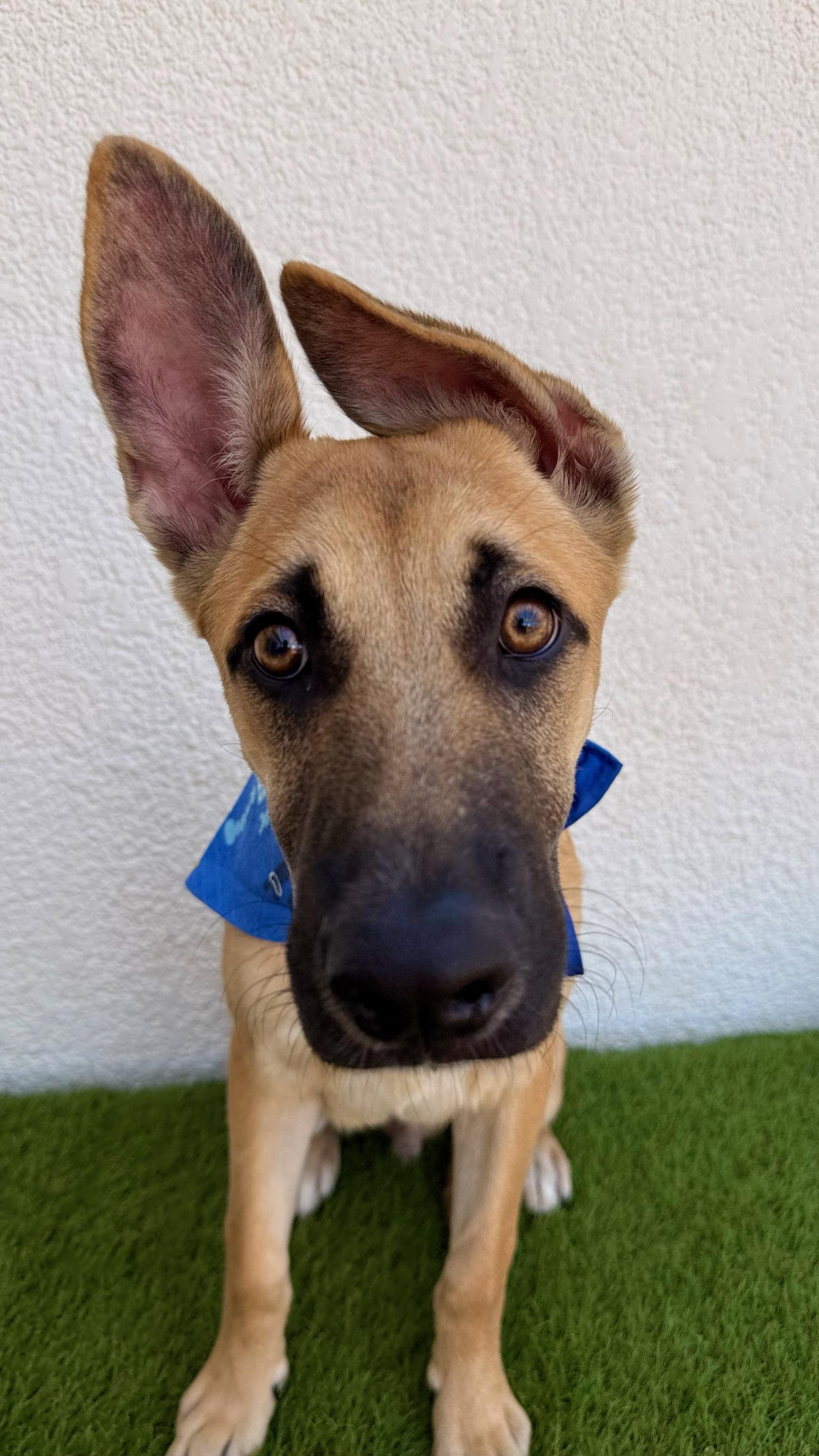 Enlarge FIORIN, a Adoptable mixed breed in La Jolla, CA image 6/6