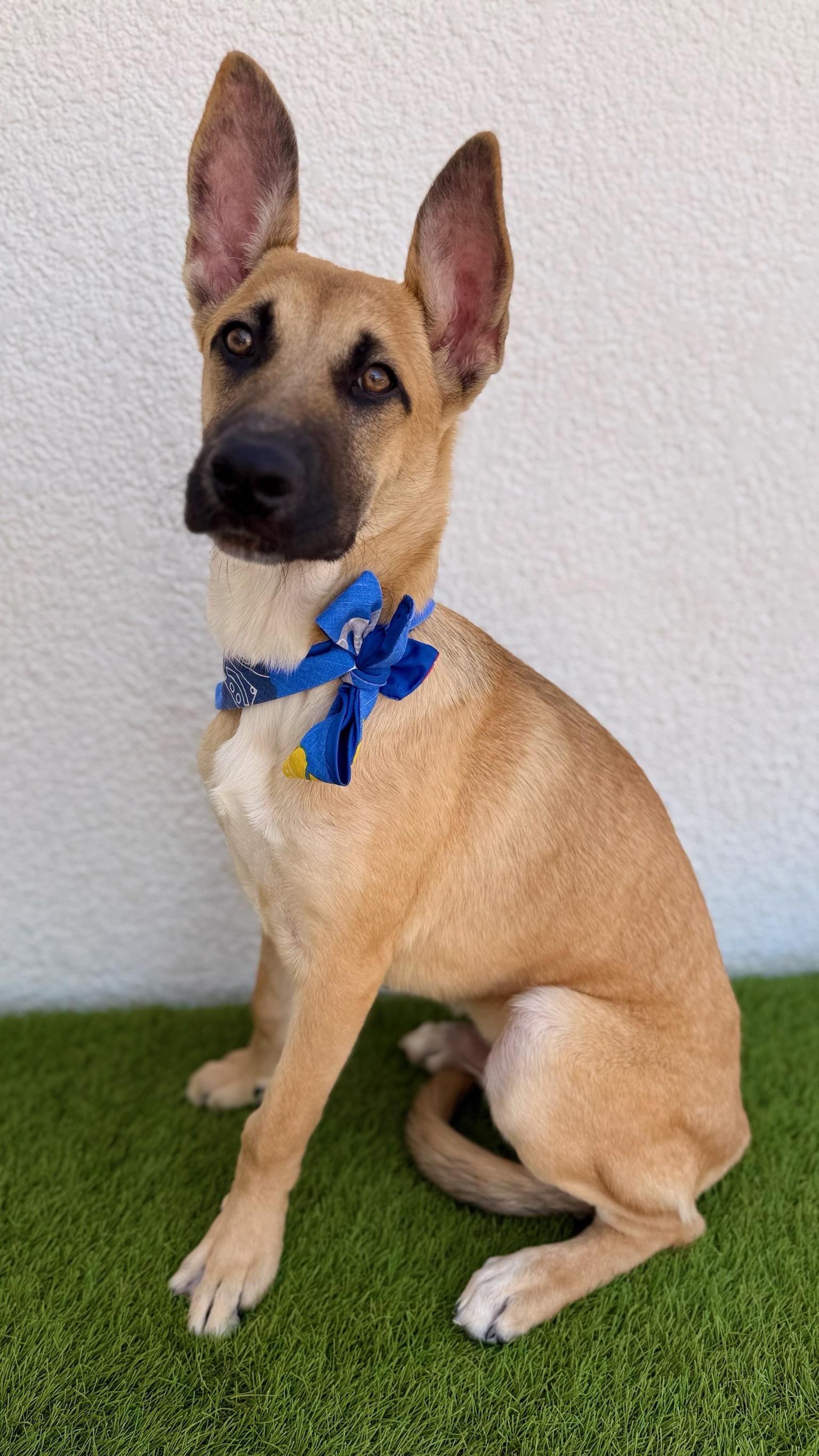 Enlarge FIORIN, a Adoptable mixed breed in La Jolla, CA image 4/6