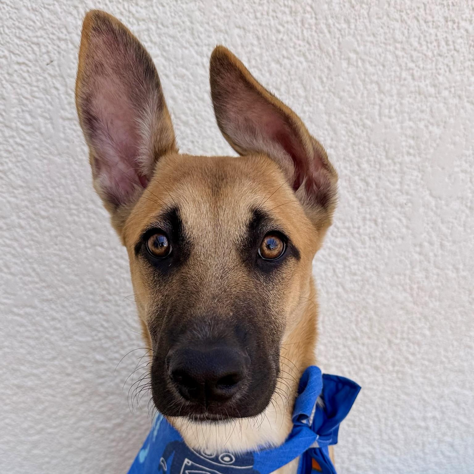 Enlarge FIORIN, a Adoptable mixed breed in La Jolla, CA image 1/6