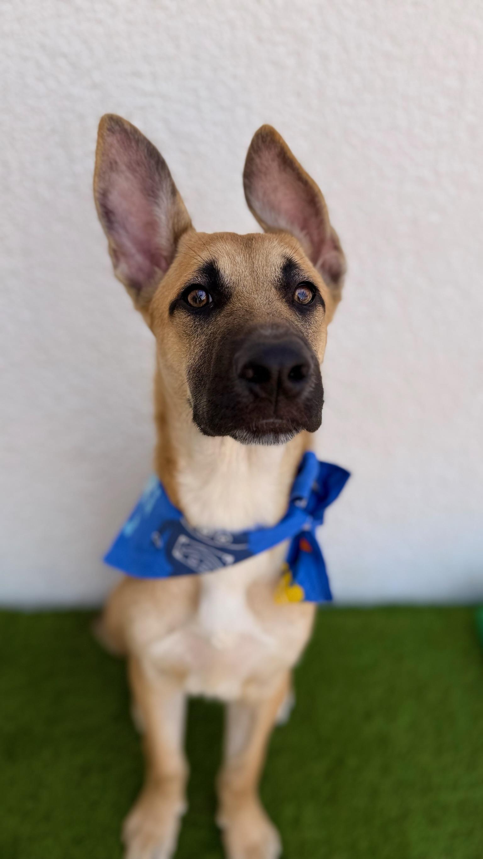 Enlarge FIORIN, a Adoptable mixed breed in La Jolla, CA image 2/6