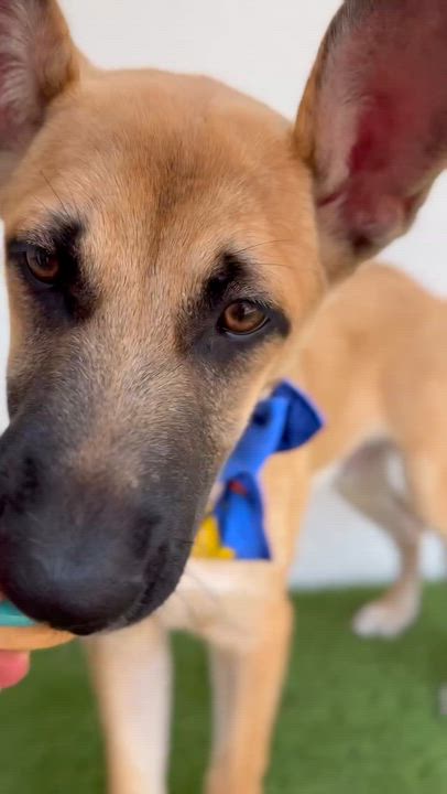 Enlarge FIORIN, a Adoptable mixed breed in La Jolla, CA video 3/6