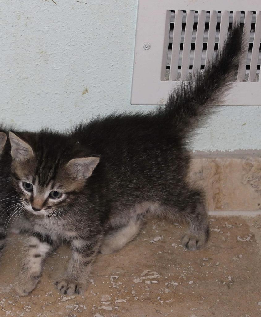 Sasha K, Adoptable, Adult Female Domestic Short Hair.