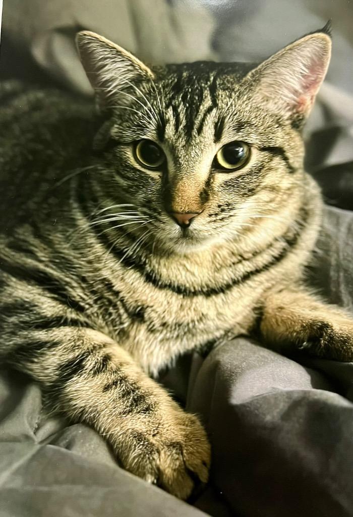 Sasha K, a Adoptable mixed breed image 2/2