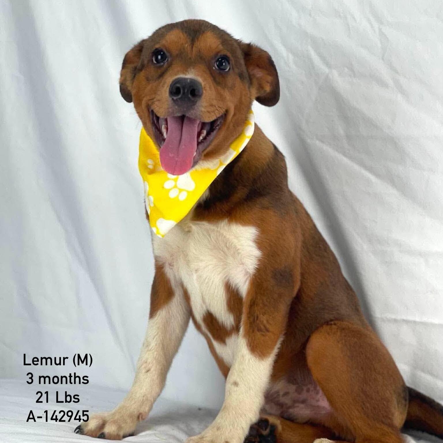 Enlarge Lemur - Local November 6-8, a Adoptable mixed breed in Johnston, RI image 1/1