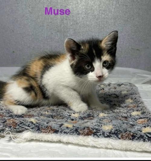 Enlarge Muse, an adopted Calico in Mount Pleasant, TX image 2/2