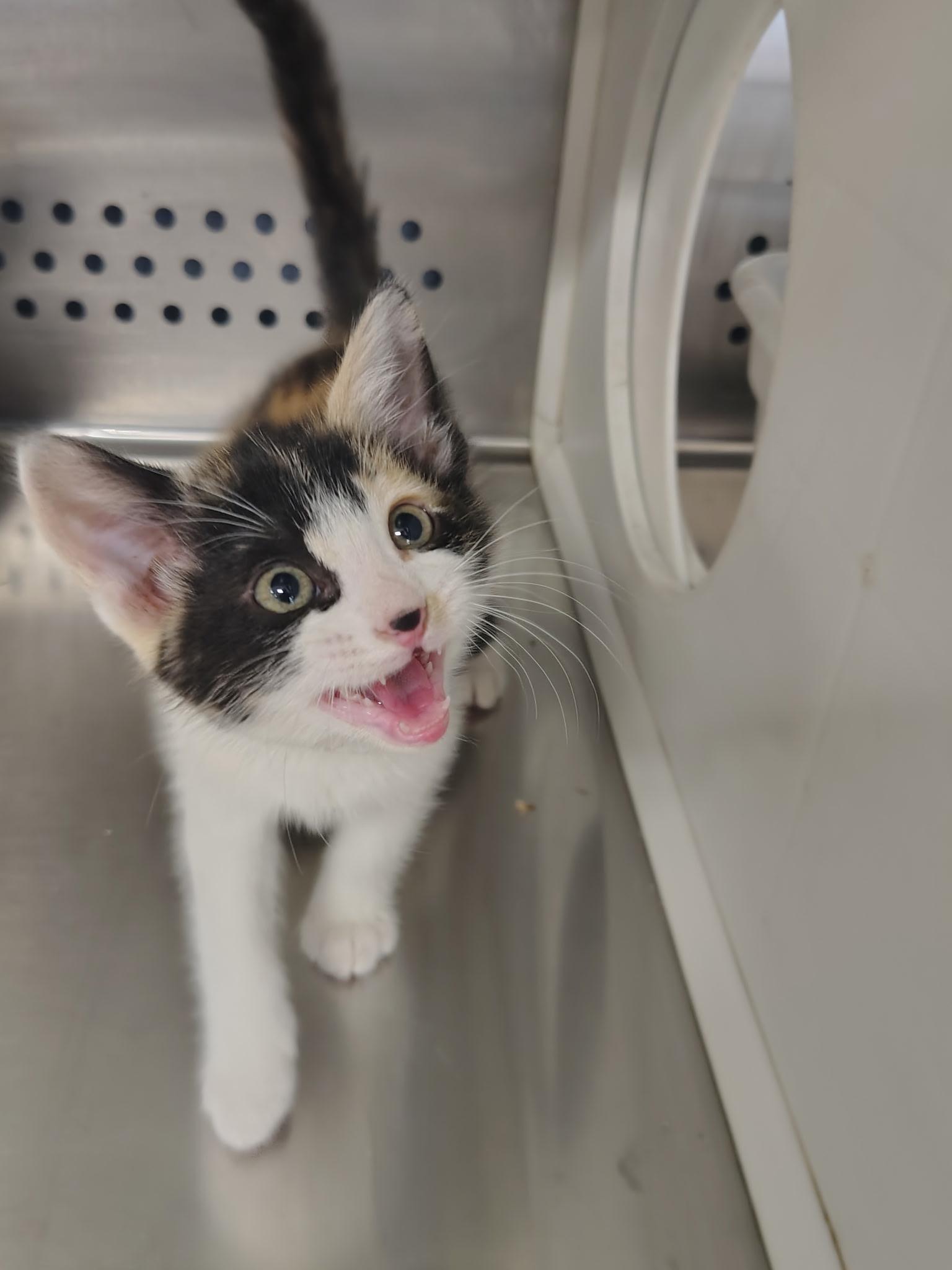 Enlarge Muse, an adopted Calico in Mount Pleasant, TX image 1/2