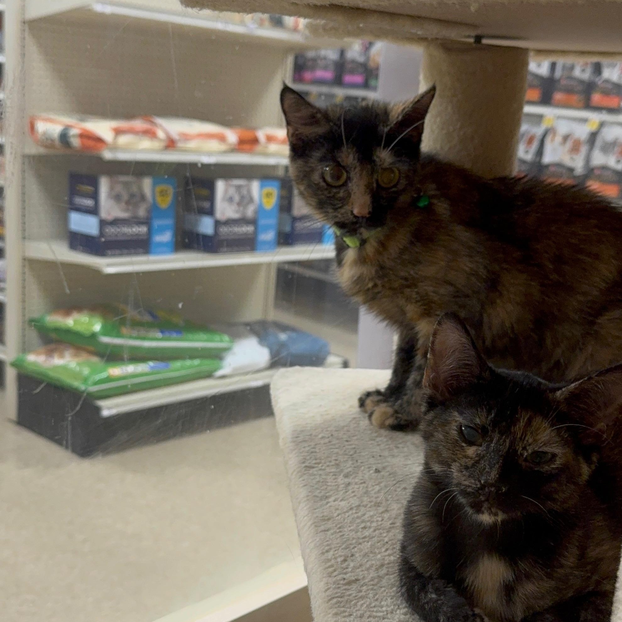 Smiley, a ADOPTABLE Tortoiseshell in atlanta, GA image 2/2