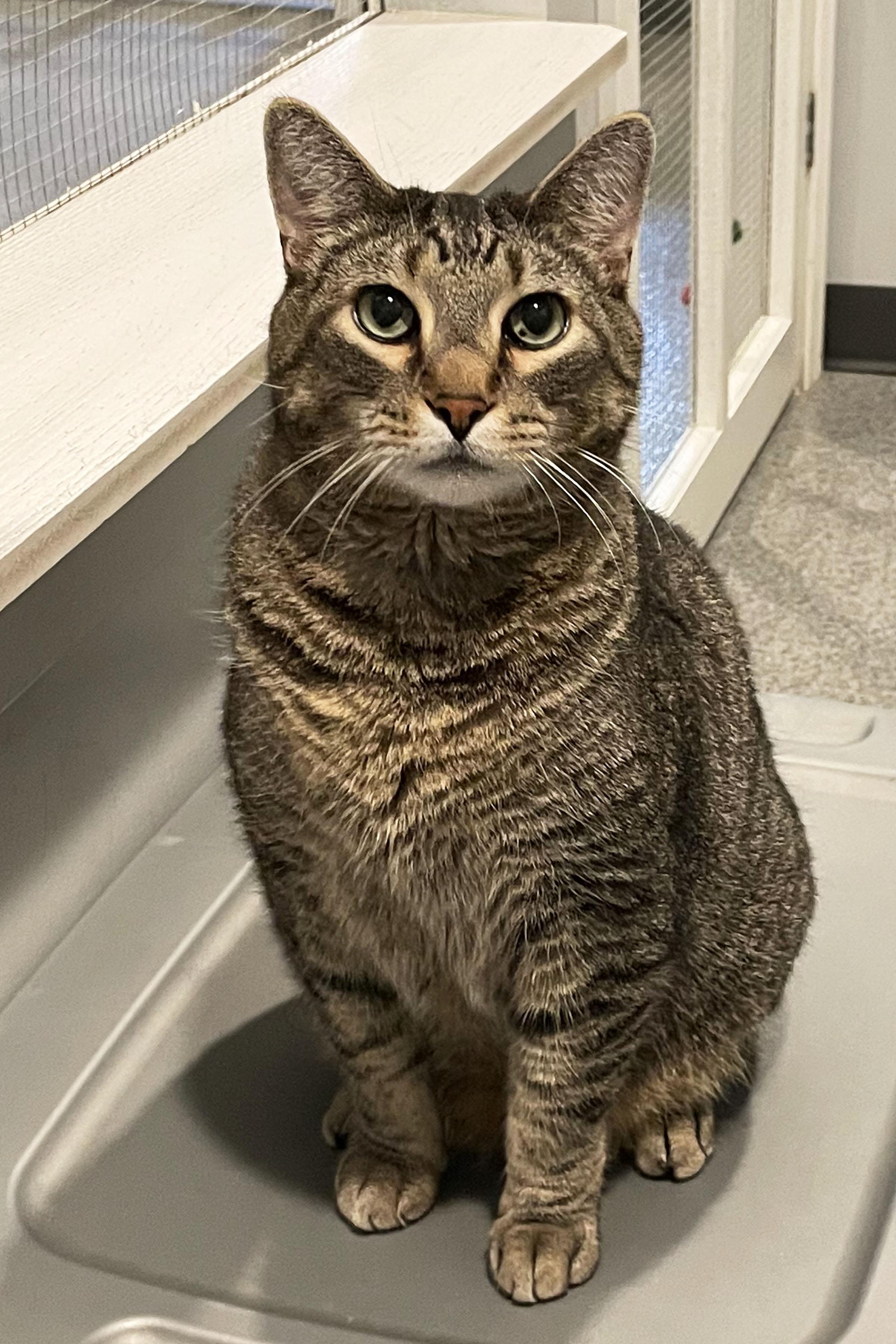 Enlarge Gary, a Adoptable Domestic Short Hair in Lincoln, NE image 1/1