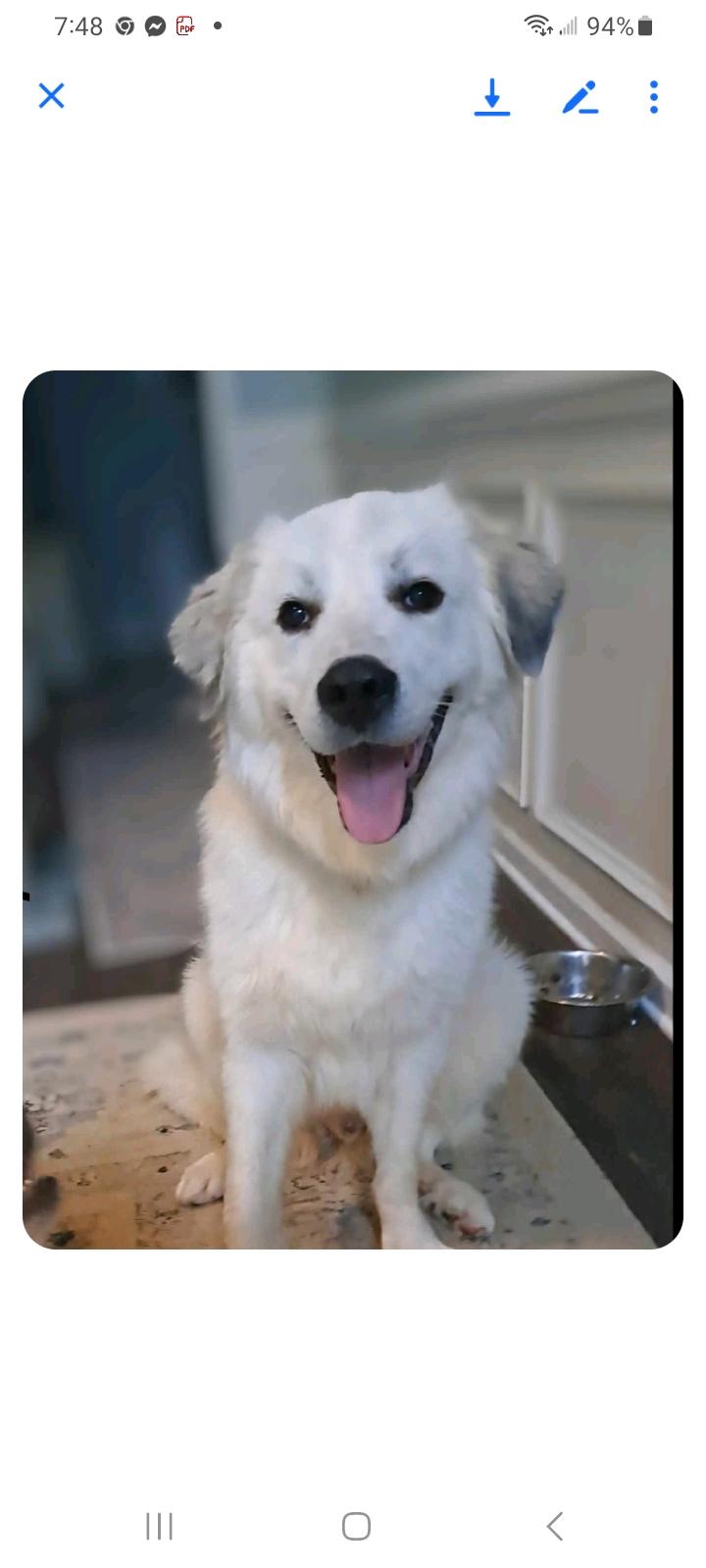 Bentley, Young Male Great Pyrenees