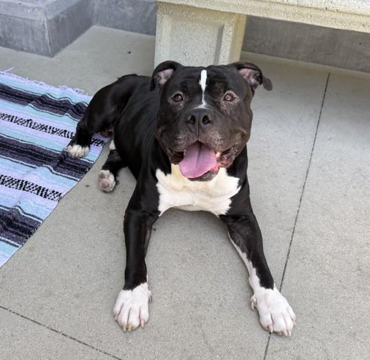 ROCKO, Adoptable, Adult Male American Bulldog.