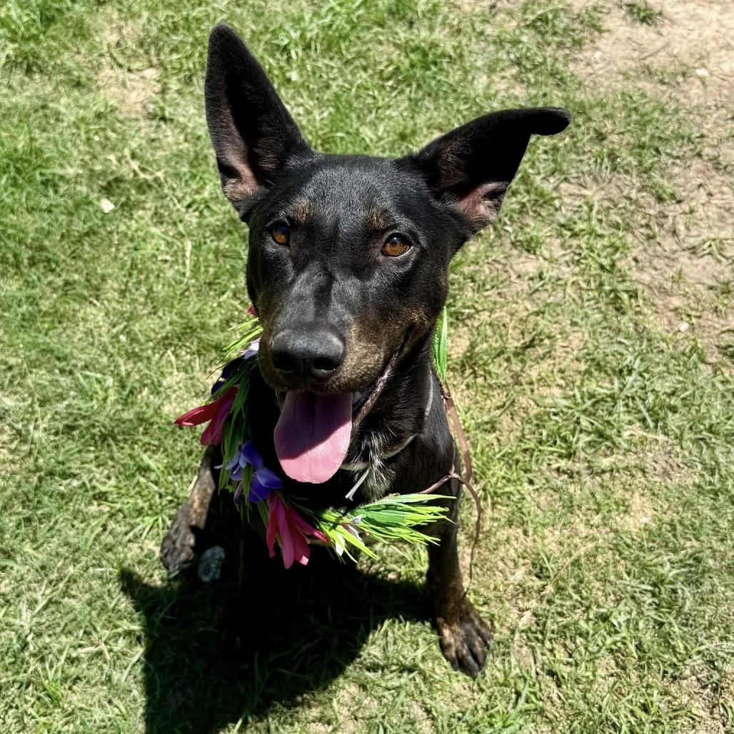 Midnight, an adopted Shepherd in Pittsburgh, PA image 2/3