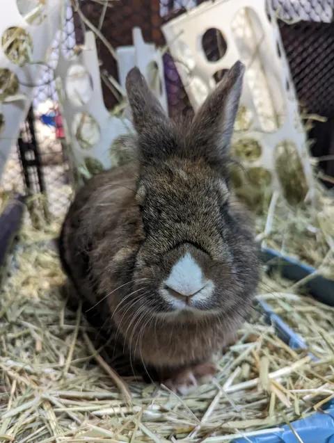 Haitham and Kaveh, Adoptable, Adult Male Lionhead.
