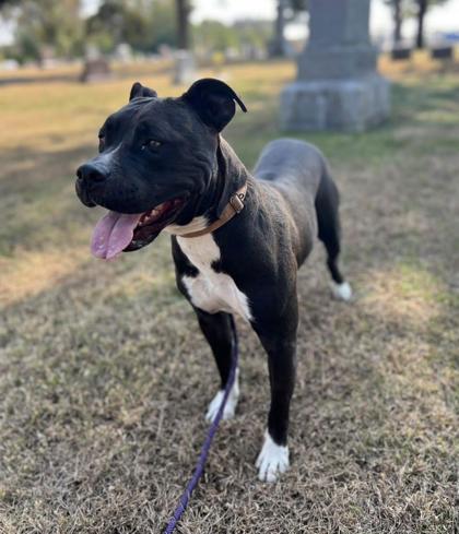 Cole, Adoptable, Adult Male Pit Bull Terrier & Mixed Breed.