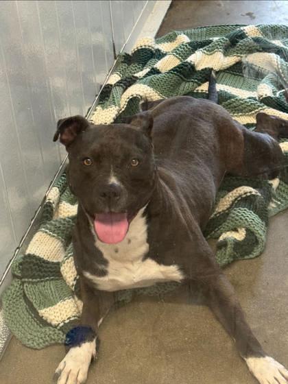 Enlarge Cole, a Adoptable mixed breed in Humboldt, IA image 1/2