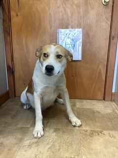 Ryder, Adoptable, Adult Male American Staffordshire Terrier & Labrador Retriever.