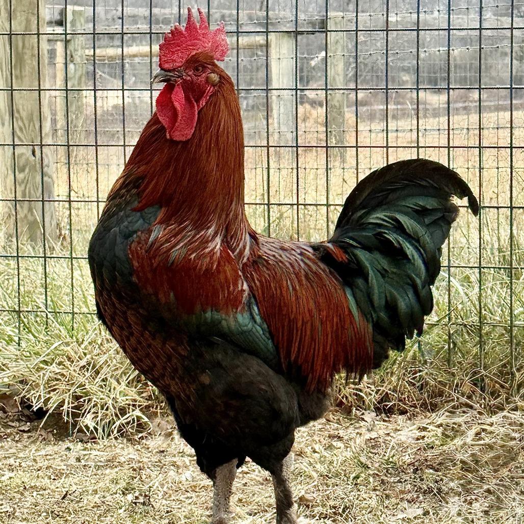 Enlarge Gregory Peck, a Adoptable Chicken in Marshall, VA image 2/4