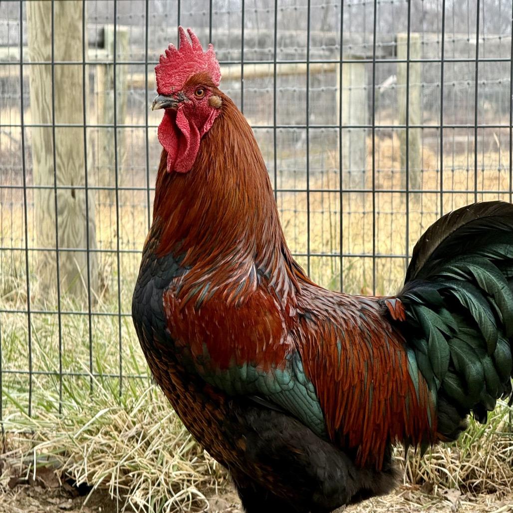Enlarge Gregory Peck, a Adoptable Chicken in Marshall, VA image 3/4