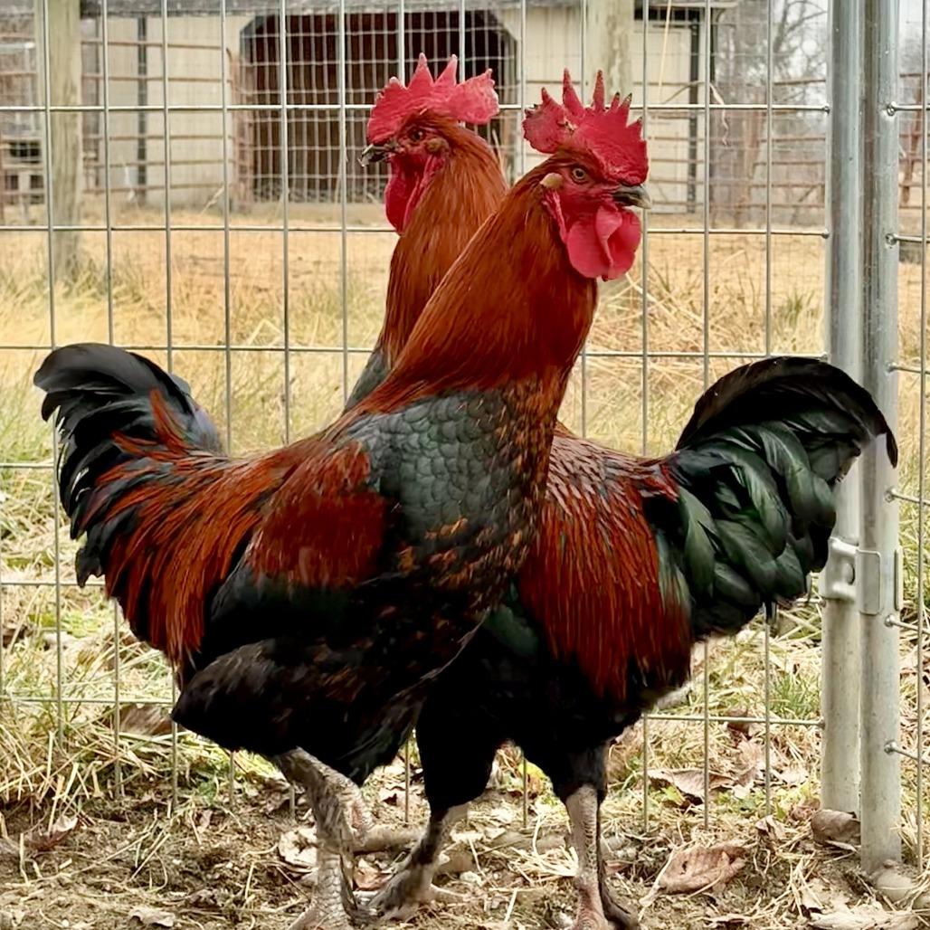 Enlarge Gregory Peck, a Adoptable Chicken in Marshall, VA image 4/4