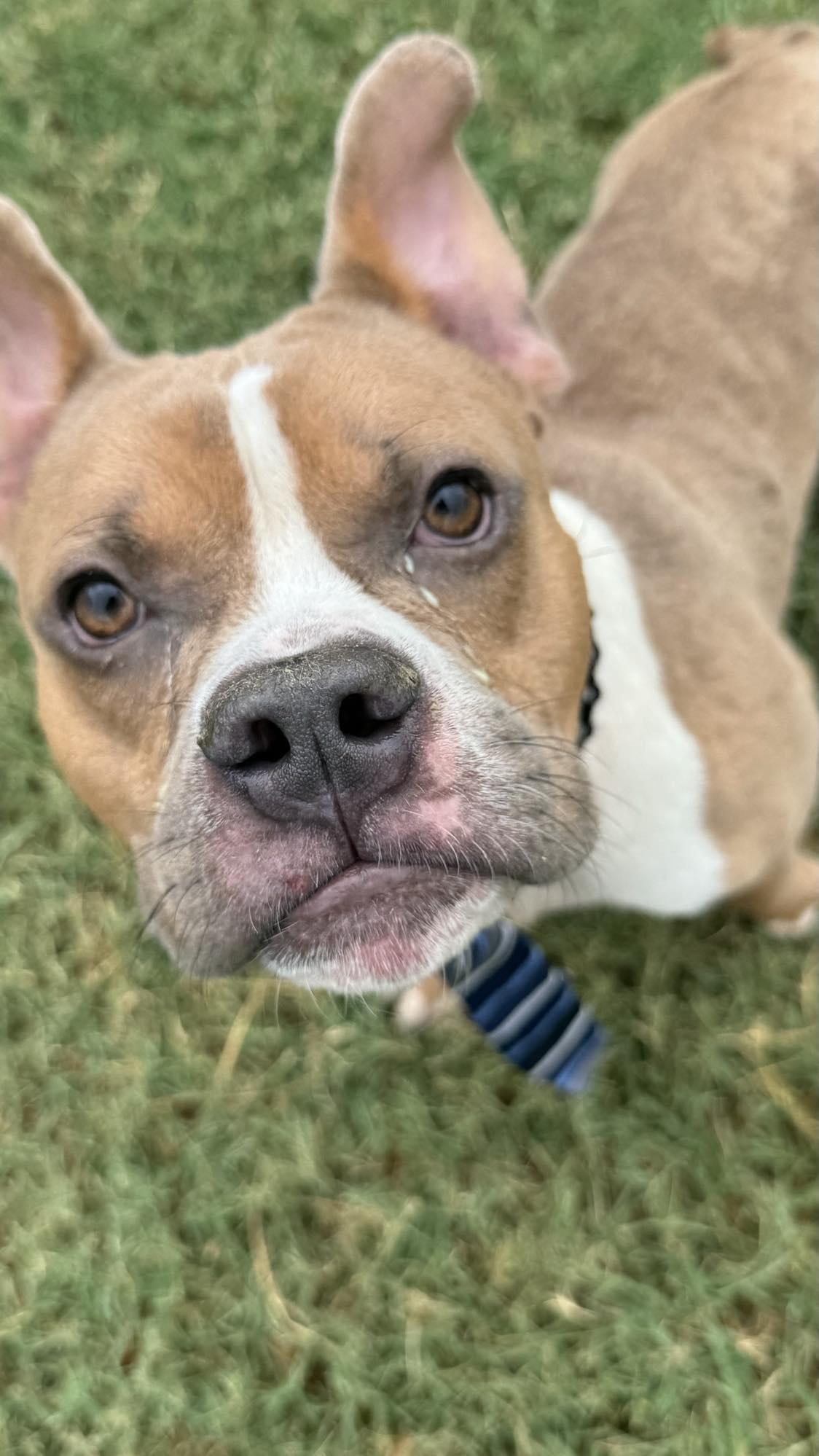 Munch, a Adopted mixed breed in Arlee, MT image 1/6