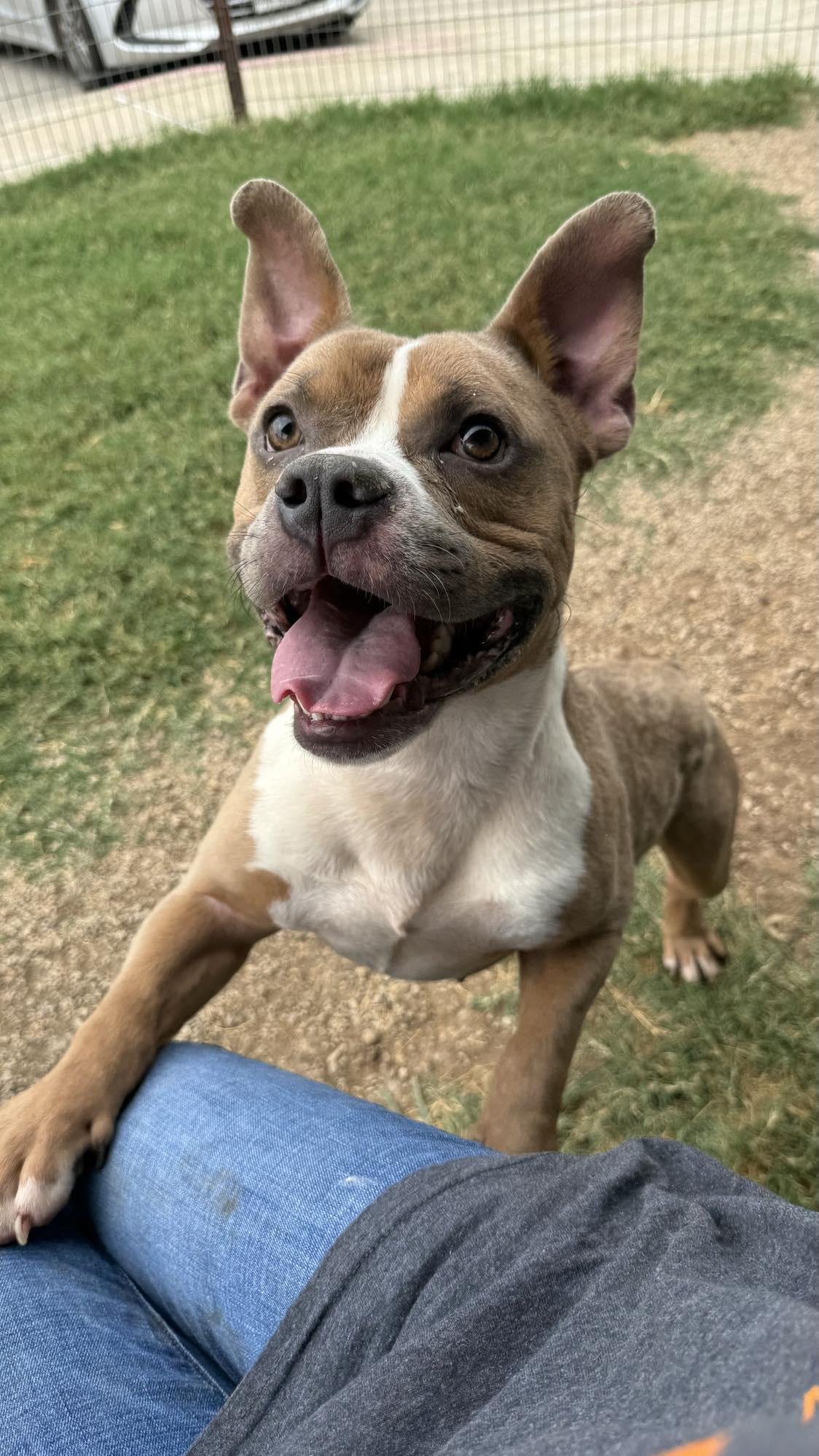 Munch, a Adopted mixed breed in Arlee, MT image 2/6