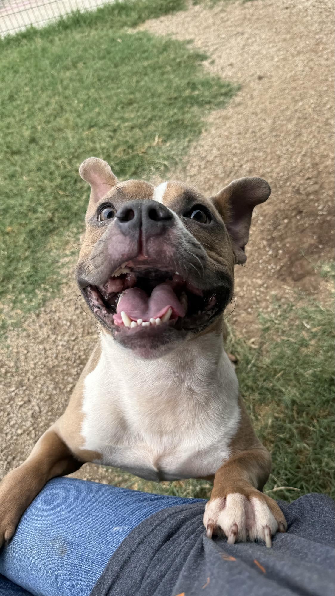 Munch, a Adopted mixed breed in Arlee, MT image 3/6